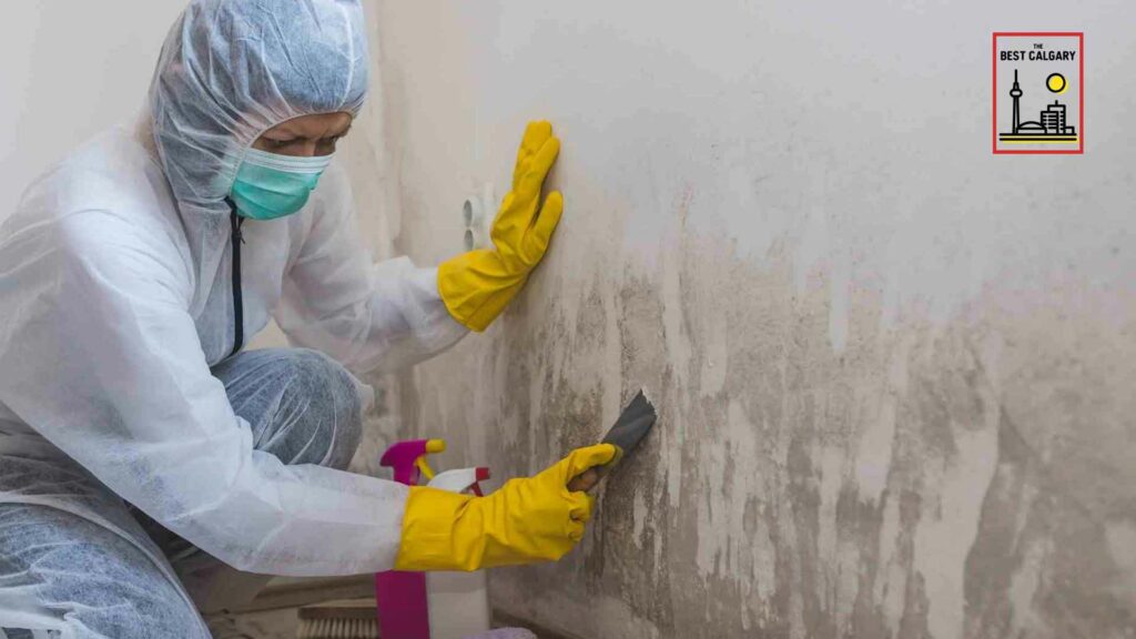 Best Mold Removal Services in Calgary