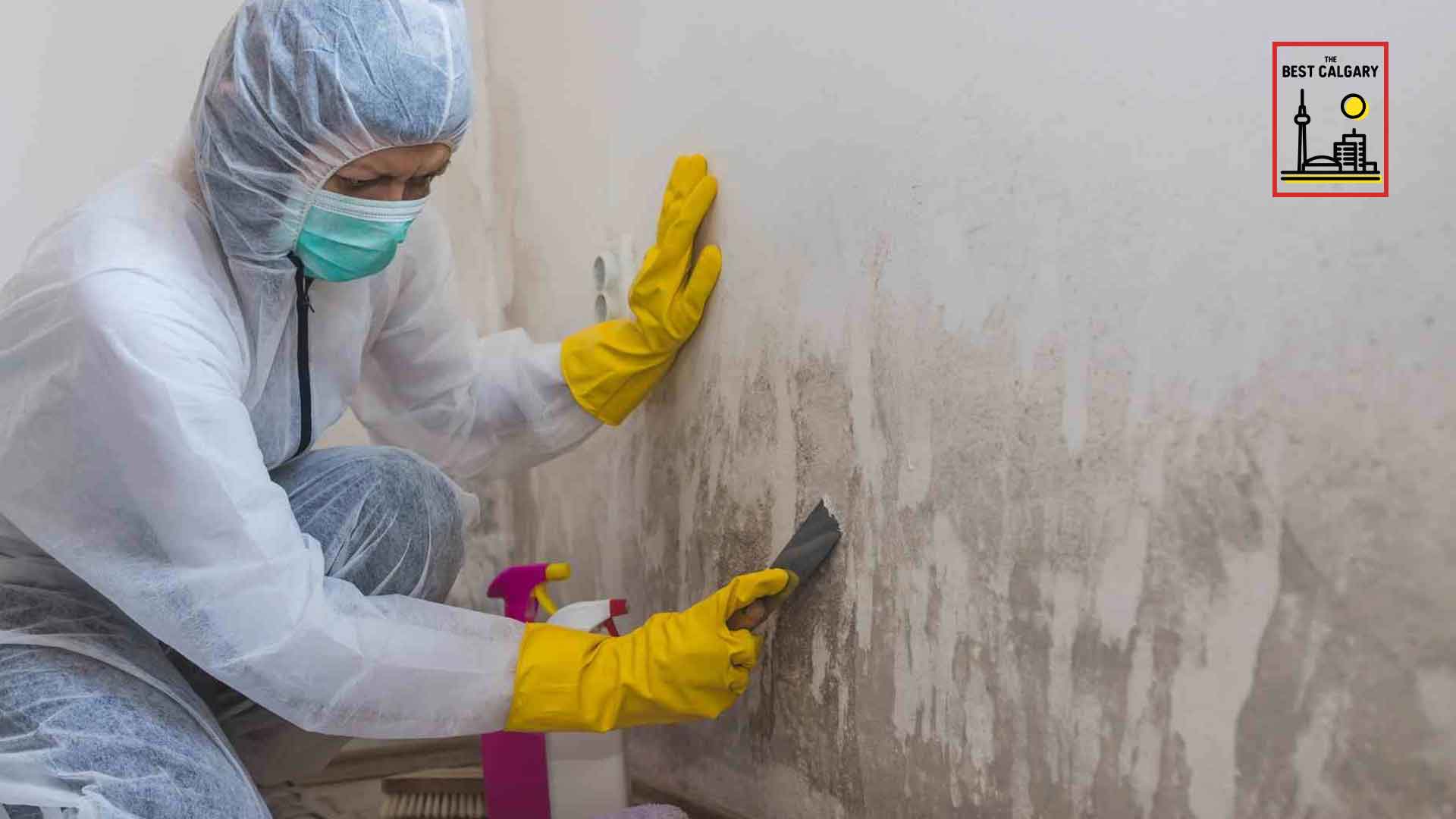 Best Mold Removal Services in Calgary