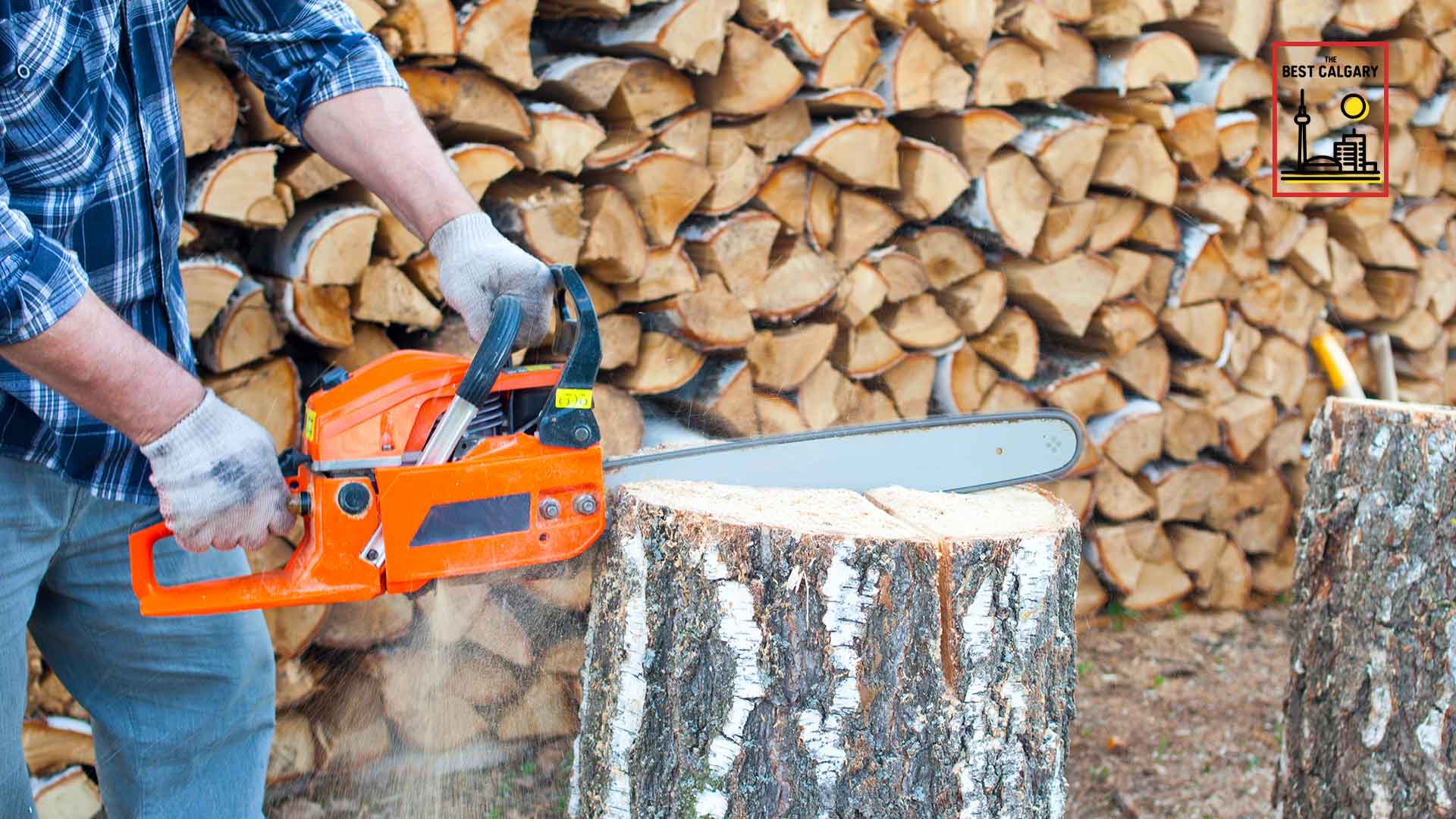 Best Arborists in Calgary