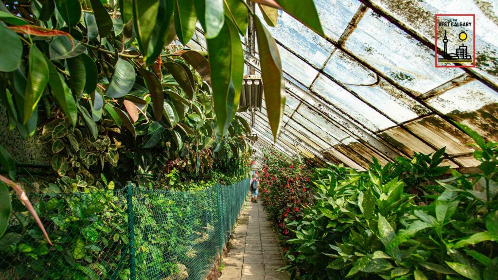 Best Sunrooms in Calgary