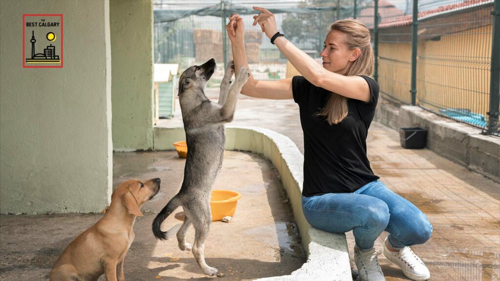 Best Dog Daycare in Calgary