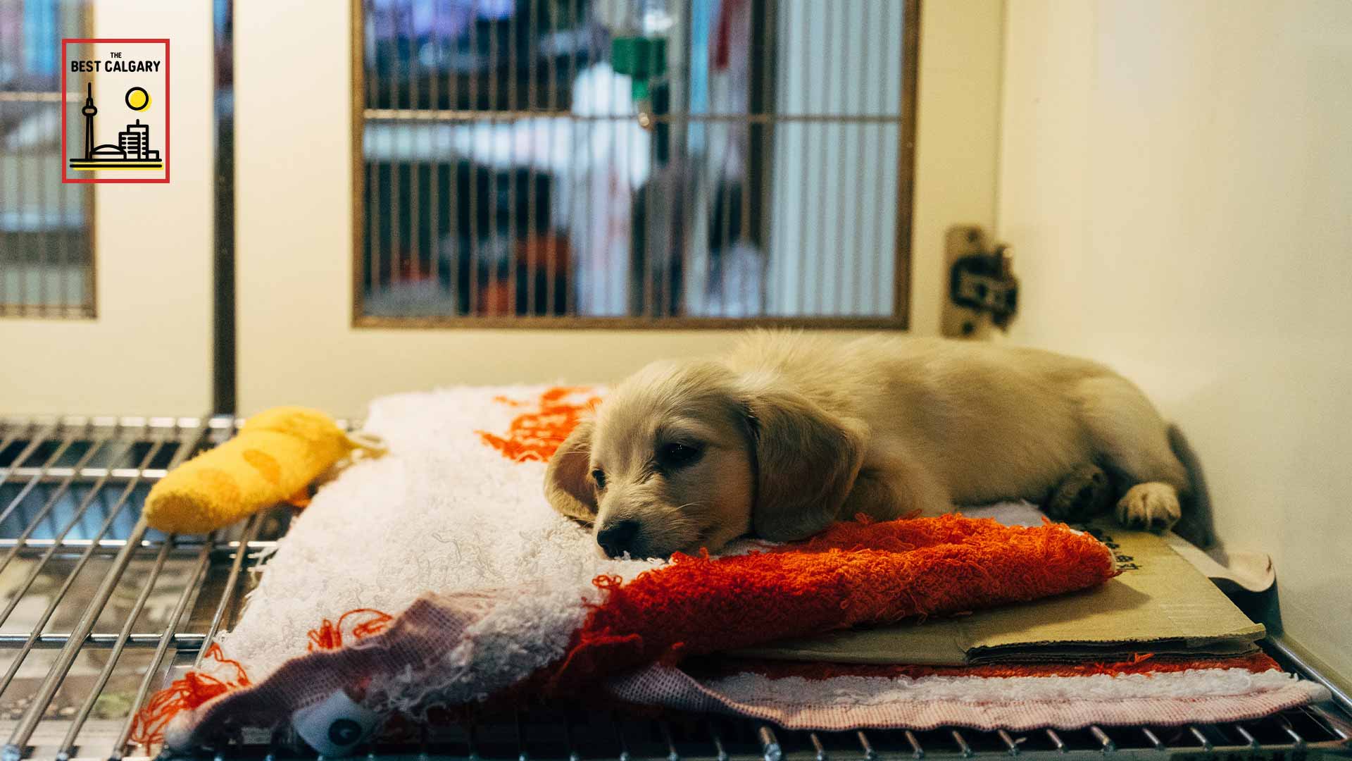 Where are the best animal shelters in Calgary? [2023 ]
