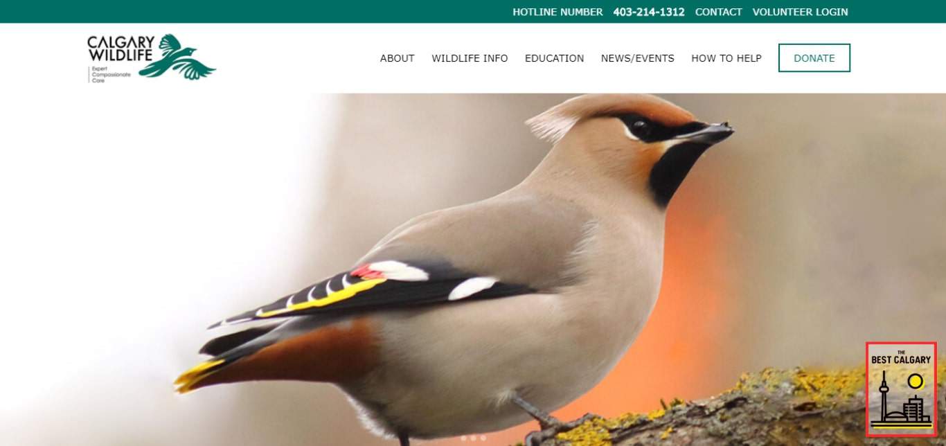 Calgary Wildlife Rehabilitation Society's Homepage