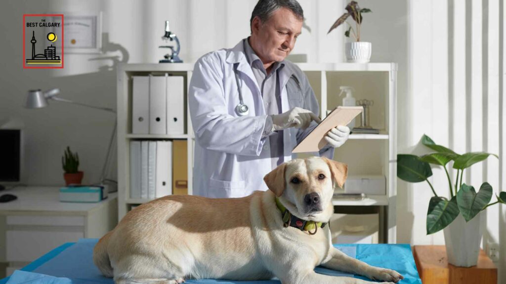 The 13 Best Animal Hospitals in Calgary - The Best Calgary The 13 Best Animal Hospitals in Calgary - The Best Calgary