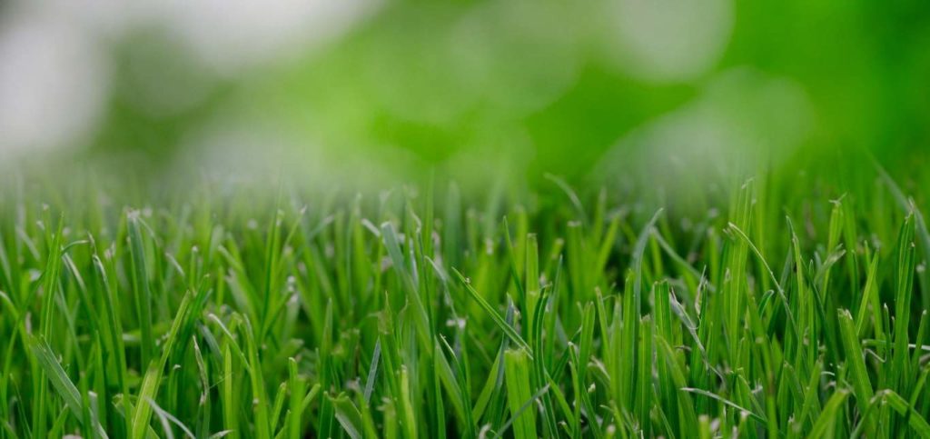 10. Stay on top of pest control treatments