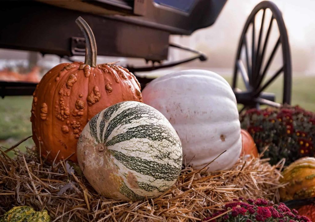 Pumpkin hunting