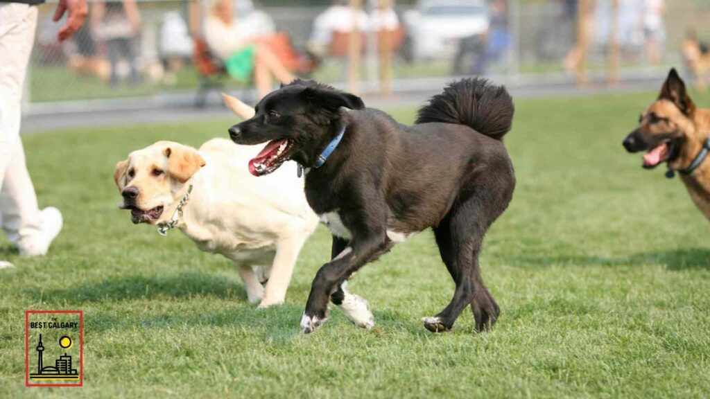 Best Places to Bring Your Dog in Calgary