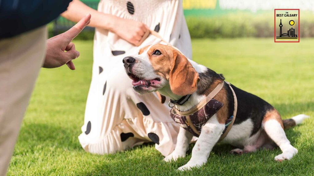 Is Calgary a pet-friendly city