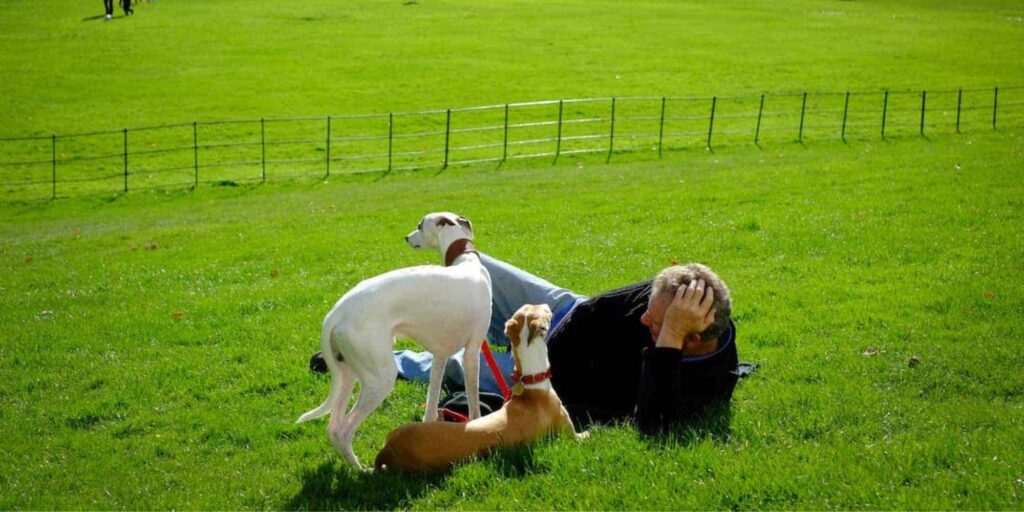 Top-Rated Dog Parks