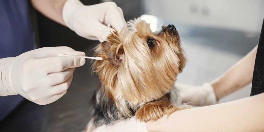 Vets and Dog Services in Calgary