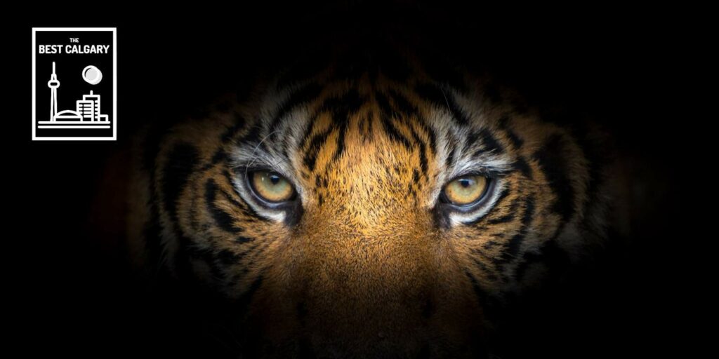 Welcome The Jungle Book at Martha Cohen Theatre!