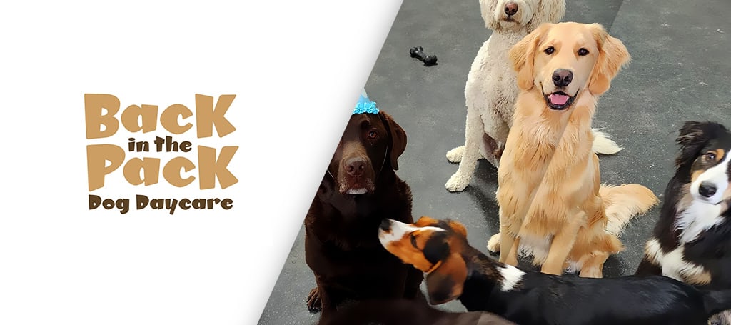 Back in the Pack Dog Daycare