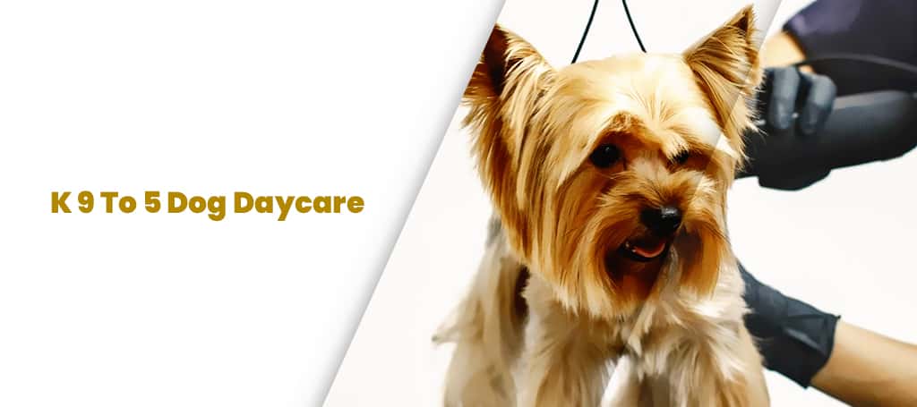 K 9 To 5 Dog Daycare