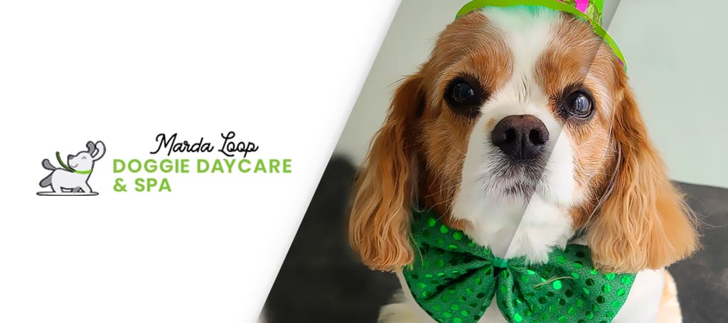 Marda Loop Doggie Daycare _ Spa