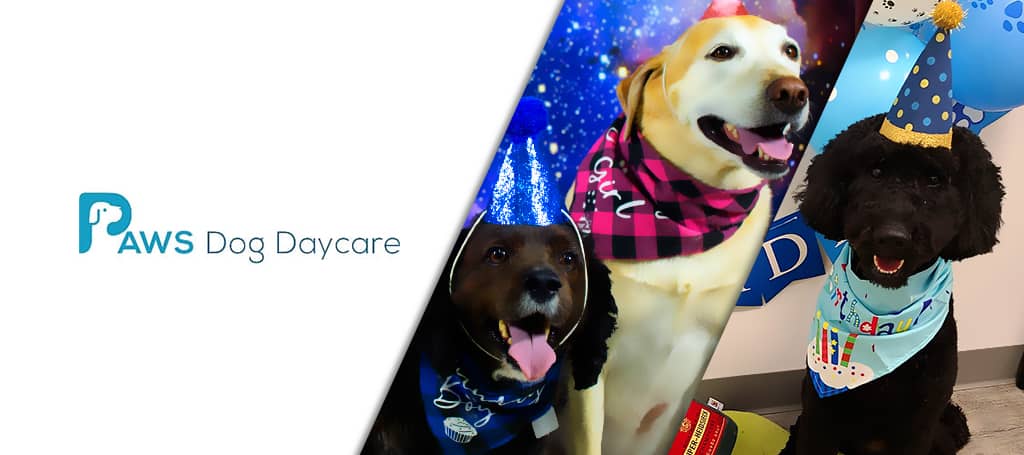 Paws Dog Daycare