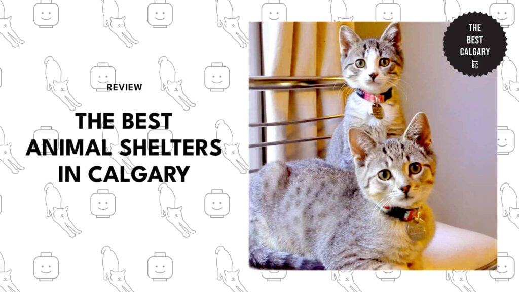 The 5 Best Calgary Animal Shelters