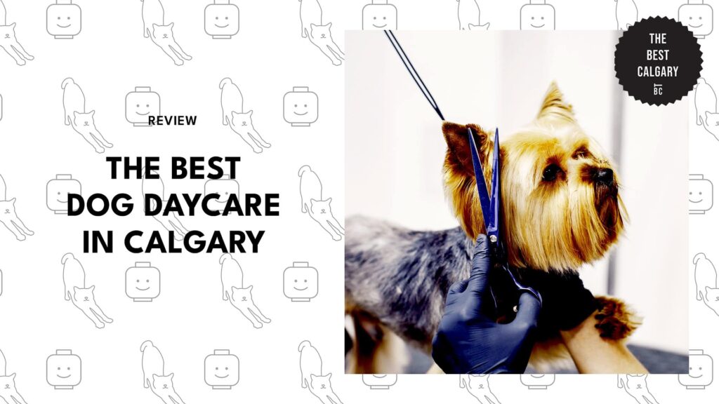 Best puppy daycare near me shop