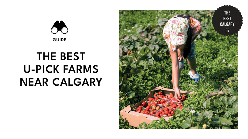 Fresh Picks The Undisputed Top U-Pick Farms Near Calgary