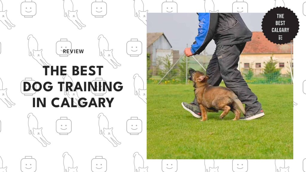 dog-training-calgary---top-image