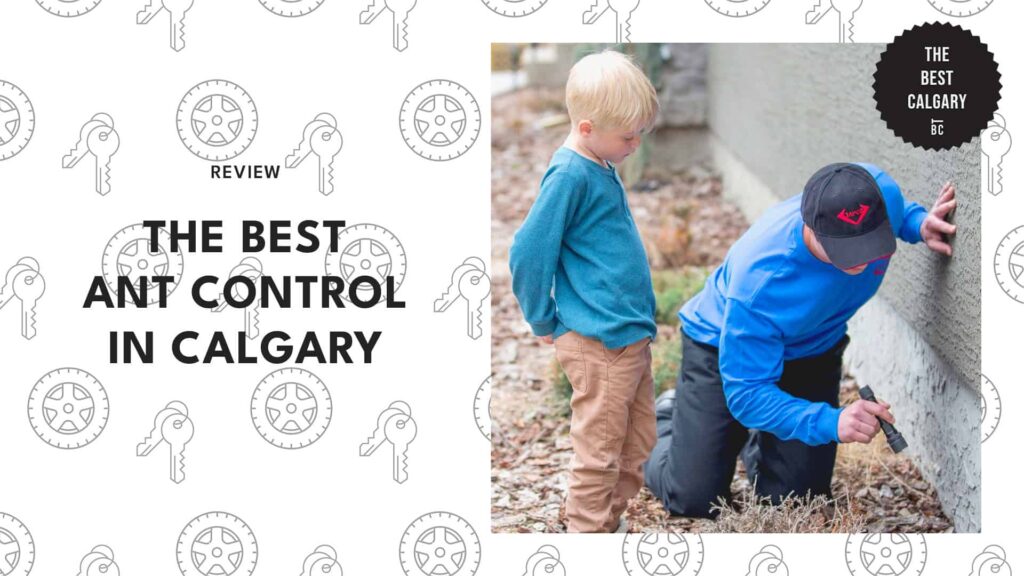 best-ant-control-calgary-banner